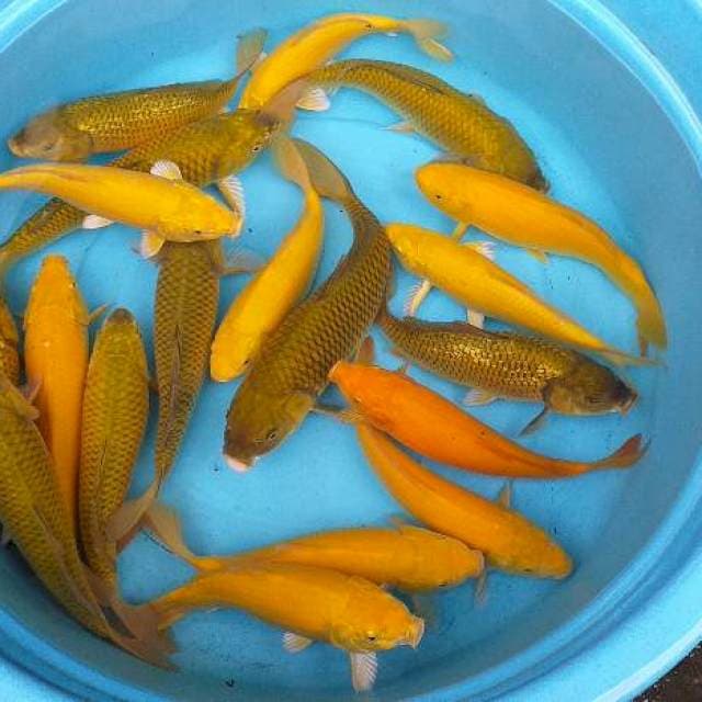 Mix karasi midhori 20 ekor body munuk