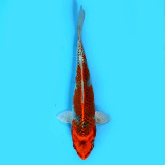 ND UJA ABA 18CM