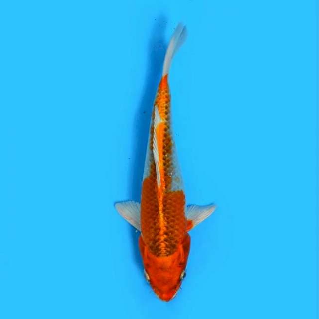 ND HARIWA 17CM