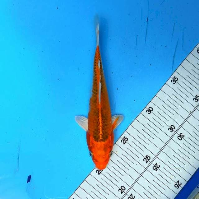 ND KUJA 17CM
