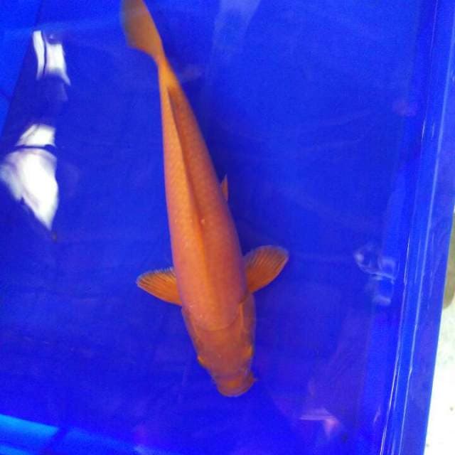 Chagoi karamel