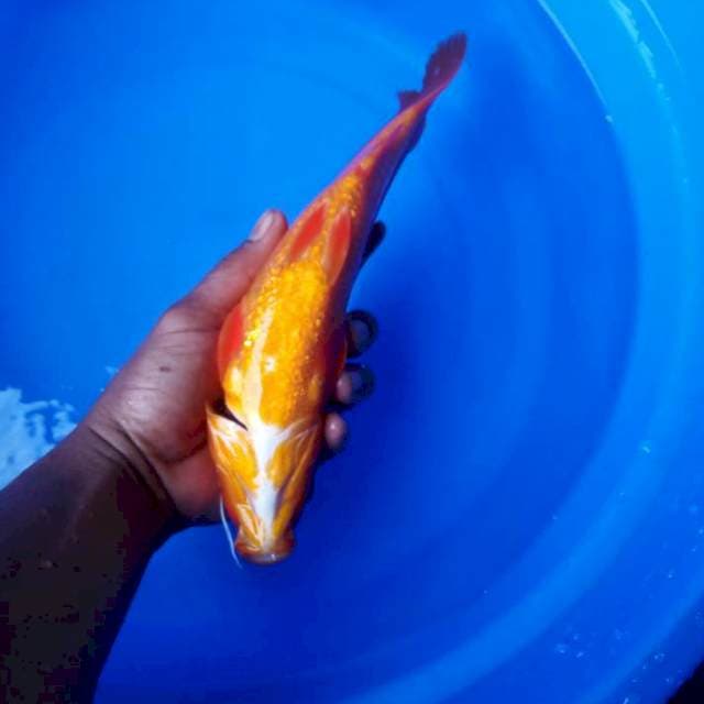 Benigoi ginrin 26cm male