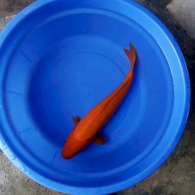 Benigoi 39cm
