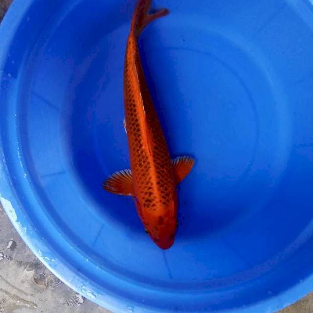 Matsuba 38cm male