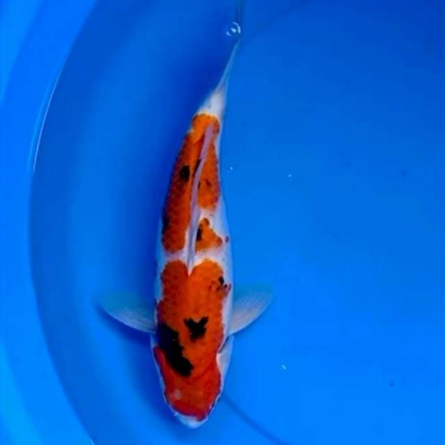 36cm SANKE step two