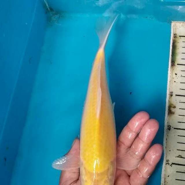 Karashi mata merah