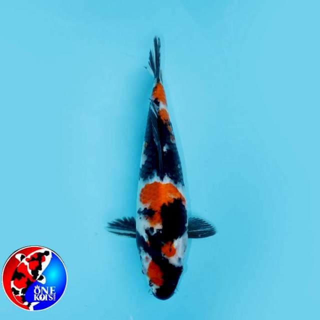 MARUTEN SHOWA ORIGINAL 26 CM FEMALE
