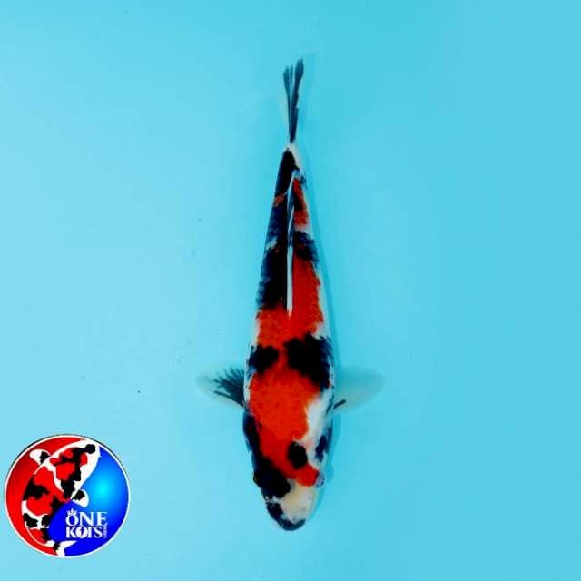 THE RED_INAZUMA SHOWA 26 CM MALE