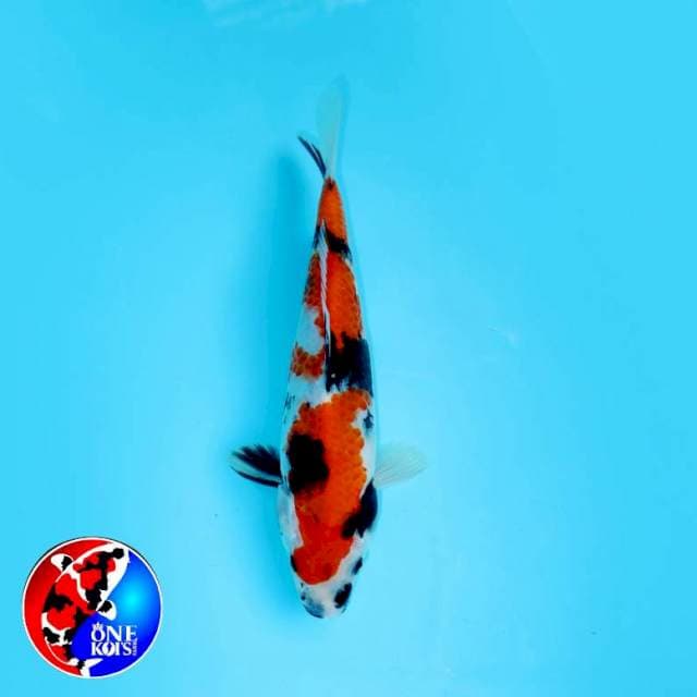 SHOWA SANSHOKU GOOD SUMI 21 CM FEMALE