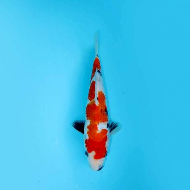 SHOWA TATEGOI F1 26 CM FEMALE