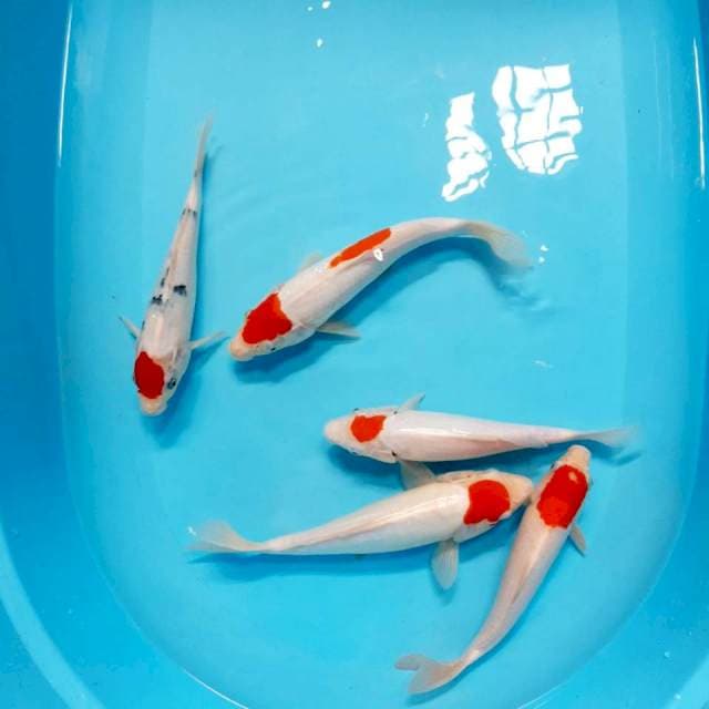 Mix tancho 23-27 cm