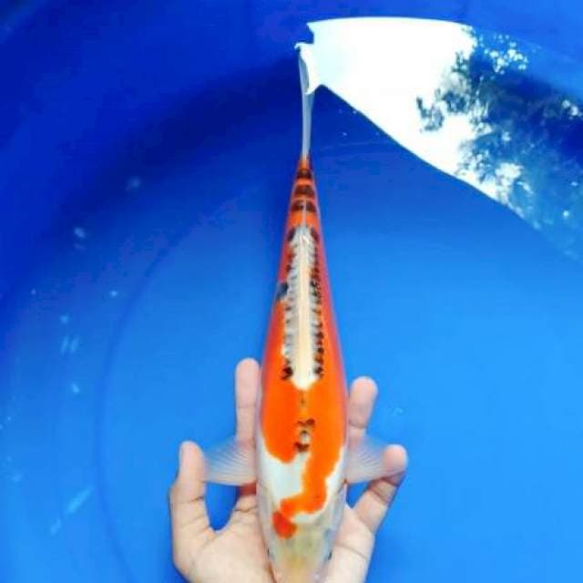 Hana shusui ori