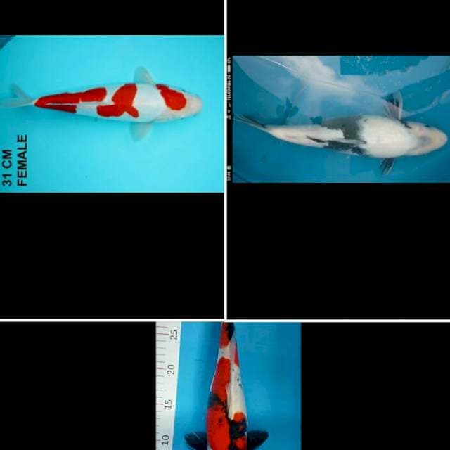 Mix showa kohaku shiro