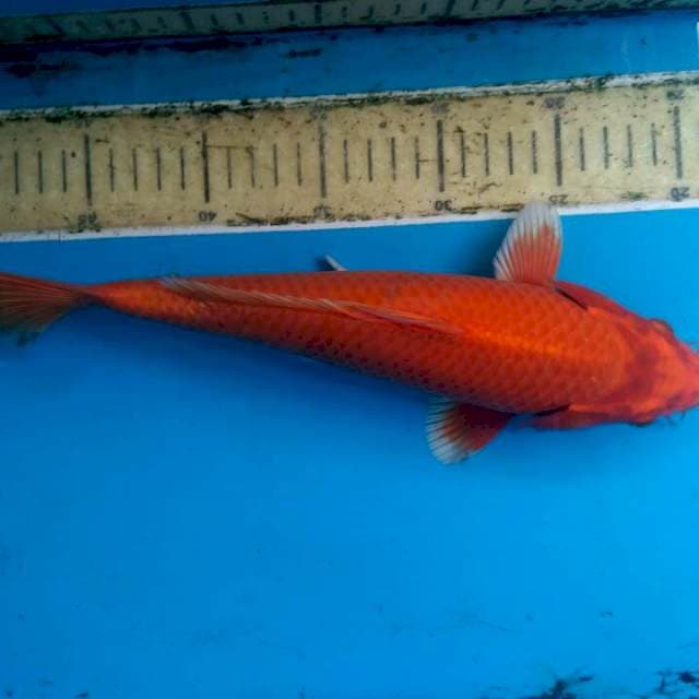 Orenji 30 cm