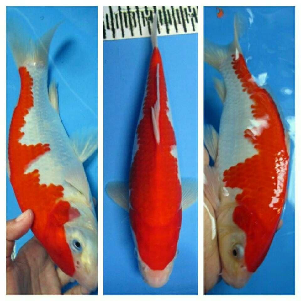 RED KOHAKU OMOYO