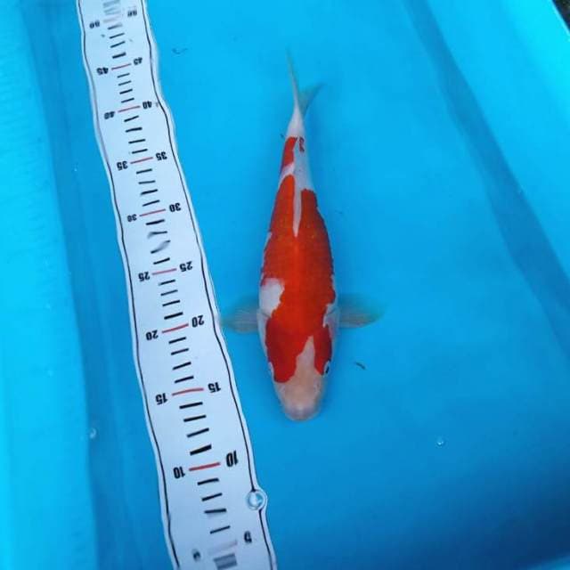 Kohaku supit udang