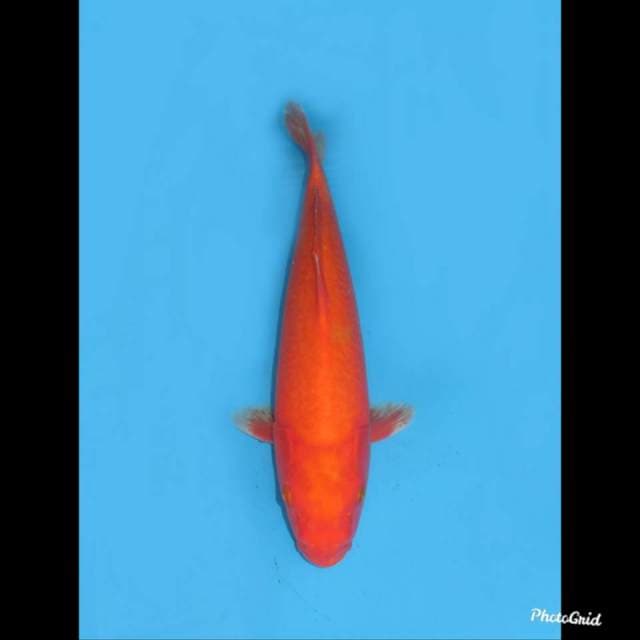 Jumbo Banteng Merah , 43cm Fml