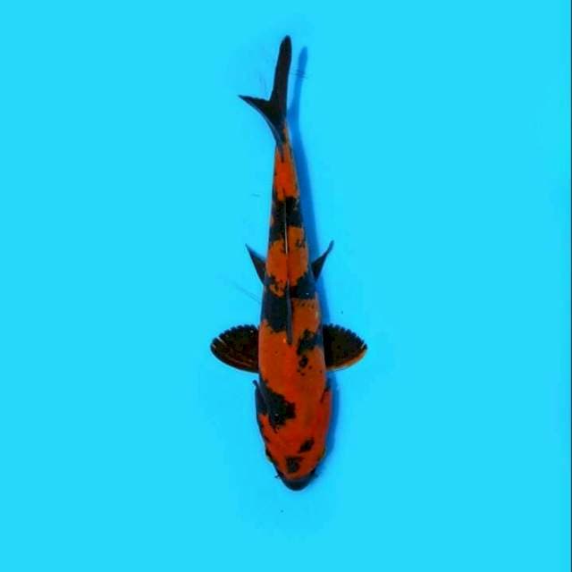 Hiutsuri 17cm