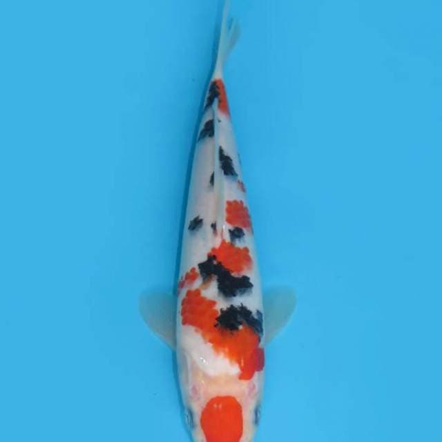 Sanke20cm free ongkir jawabali