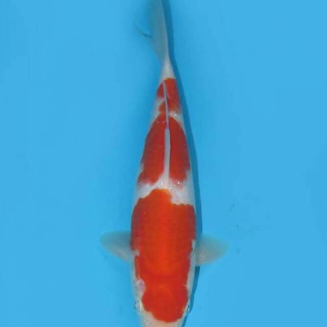 Kohaku 19cm free ongkir jawabali