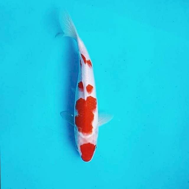 1. Maruten Kohaku || 26 cm