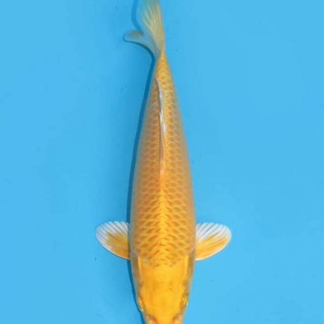 Yamabuki 20cm free ongkir jawabali