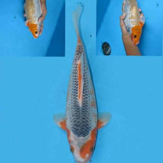 Asagi28cm free ongkir jawabali