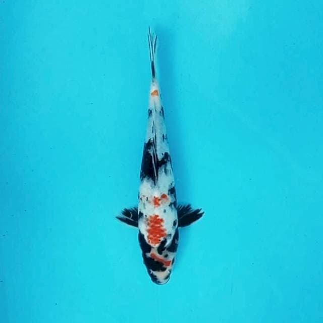 5. Kindai Showa || 30 cm