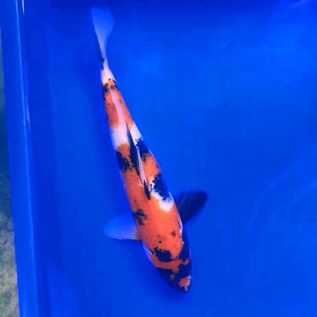 7. Showa || 32 cm