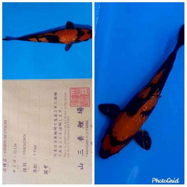 Ginrin utsuri import yamasan farm
