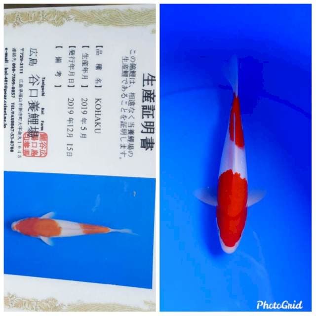 Kohaku import taniguchi farm