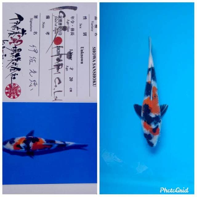 Showa import isa farm
