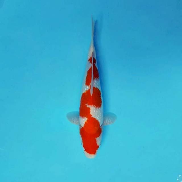 ASAHI 2 ~ INAZUMA KOHAKU ™
