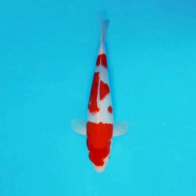 ASAHI 9 ~ KOHAKU ™