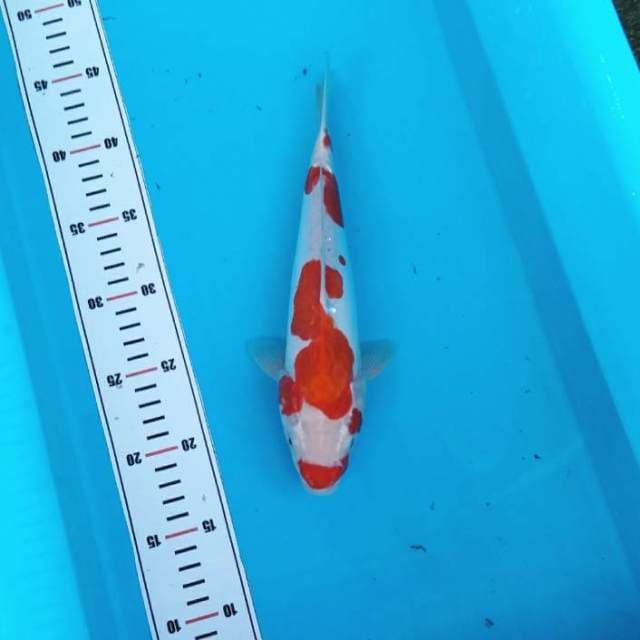 Doitsu kucibeni kohaku