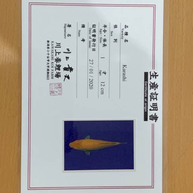 KARASHI KAWAKAMI 20cm