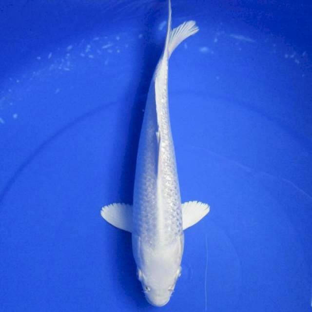 Super white 25cm