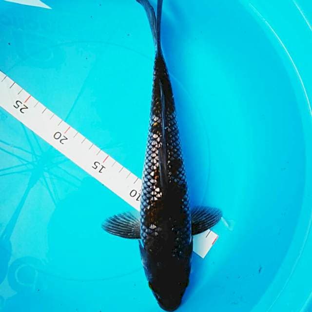 Ochiba ginrin 33cm