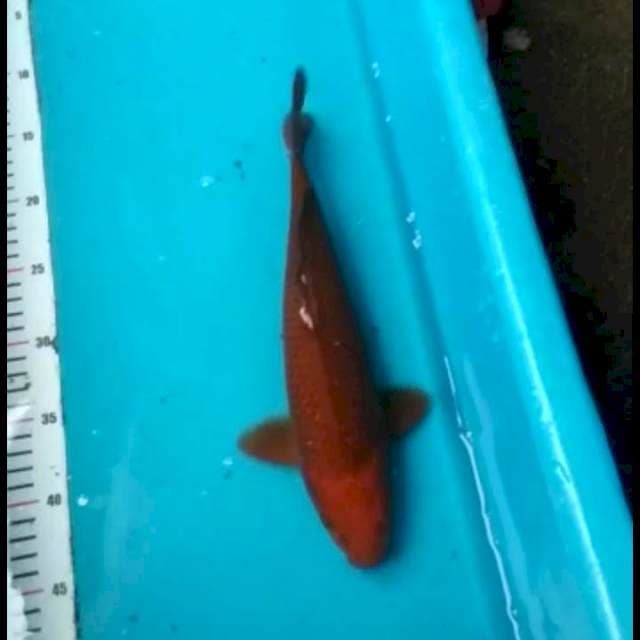 Chagoi tembaga 30cm