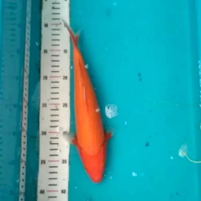 Aka.hajiro 28cm