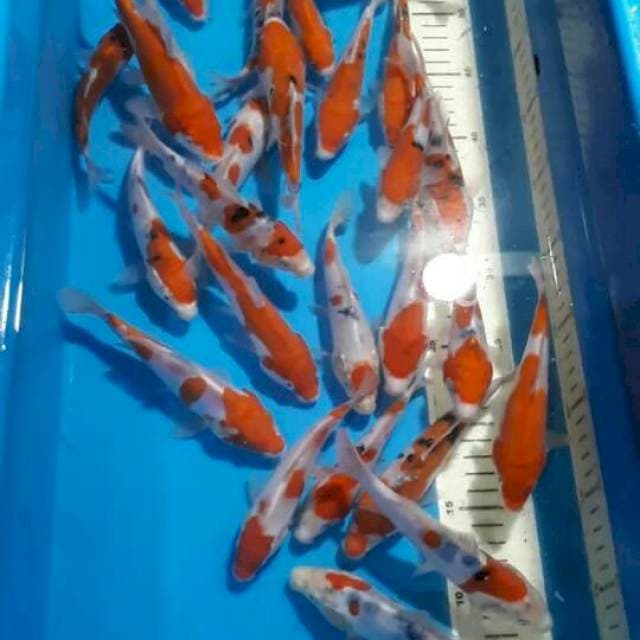 doitshu kohaku sanke 13cm 17cm 25 ekor