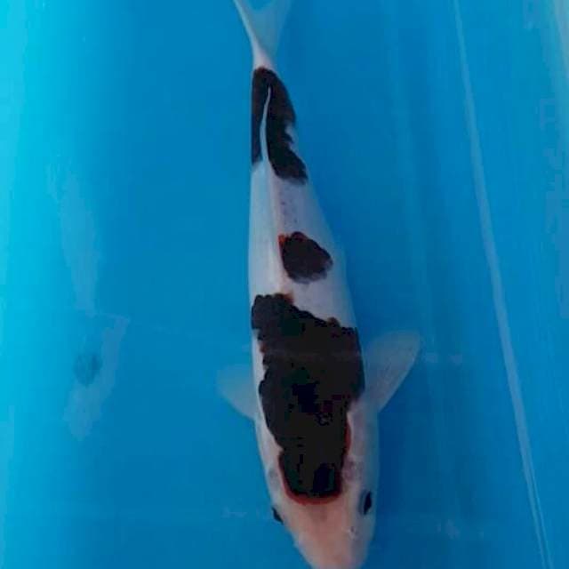 Budho Goromo 30 cm
