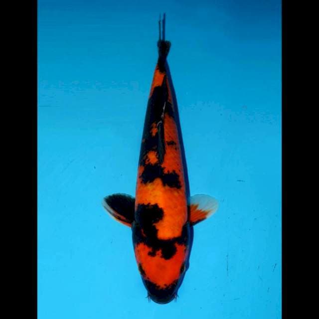UTSURIMONO MALE