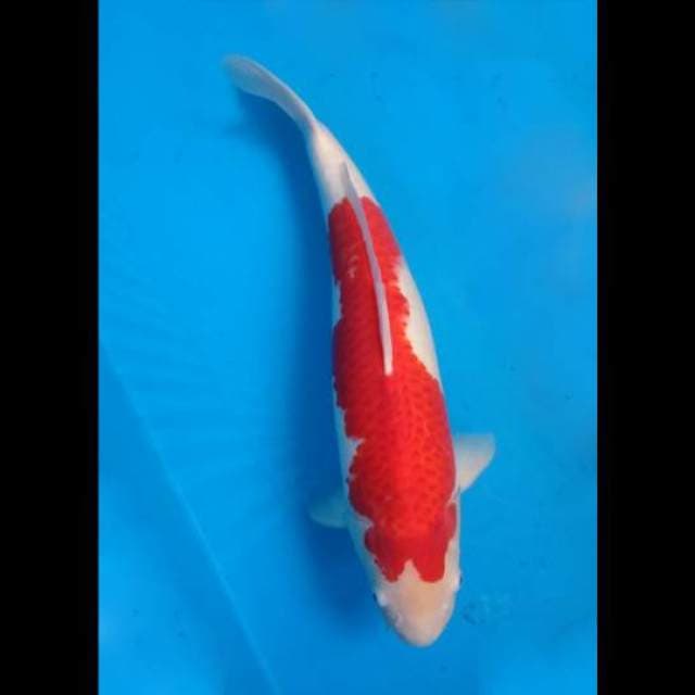 Jumbo kohaku deep red