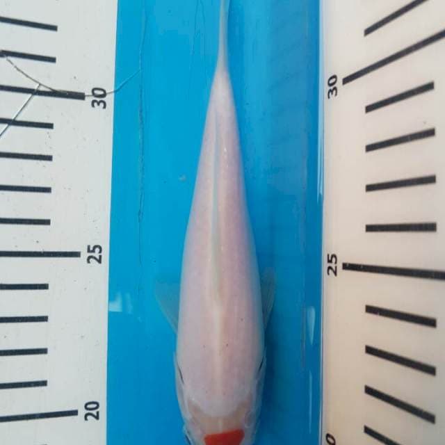 Tancho Kohaku F1 Momotaro