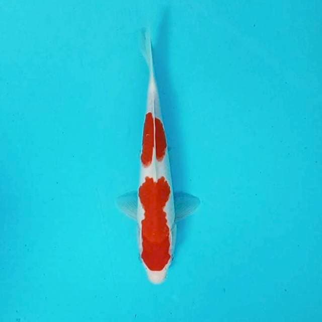 Kohaku # 26cm