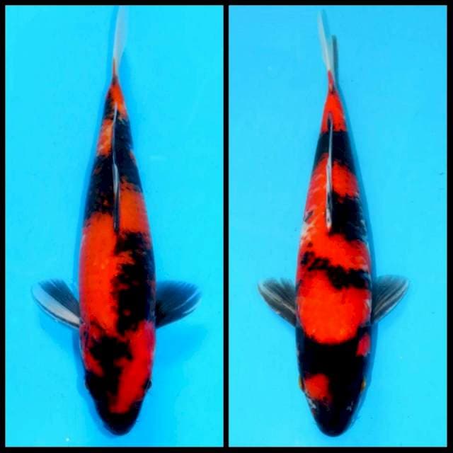 SHOWA SANSHOKU GARANG