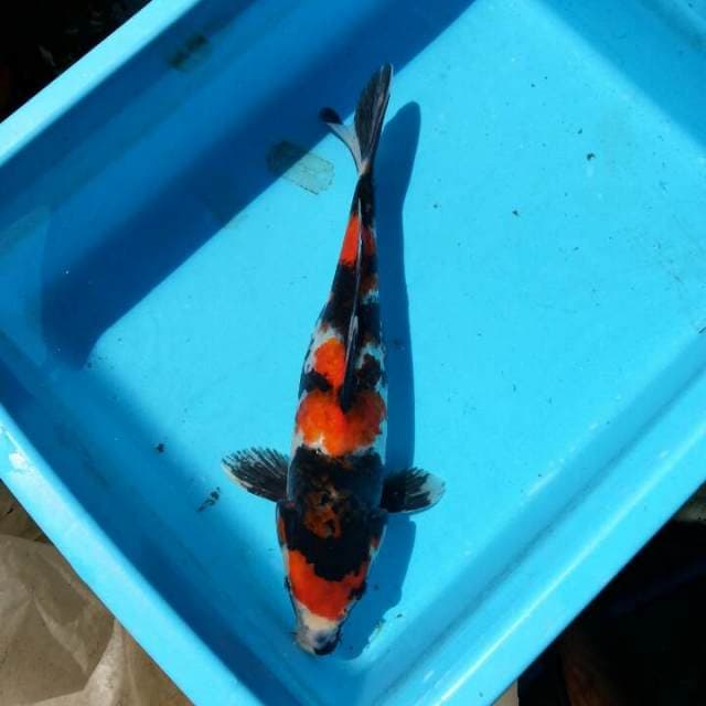 Sowa 32cm