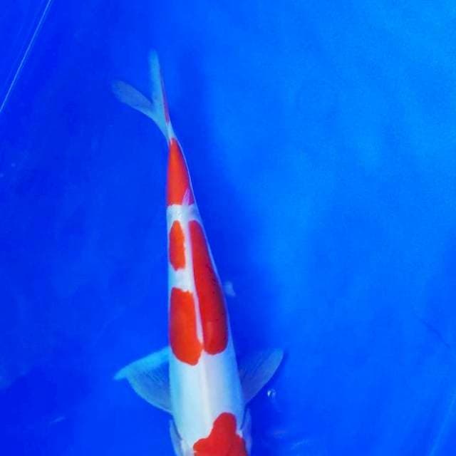 Kohaku SQ 20cm mantab doit