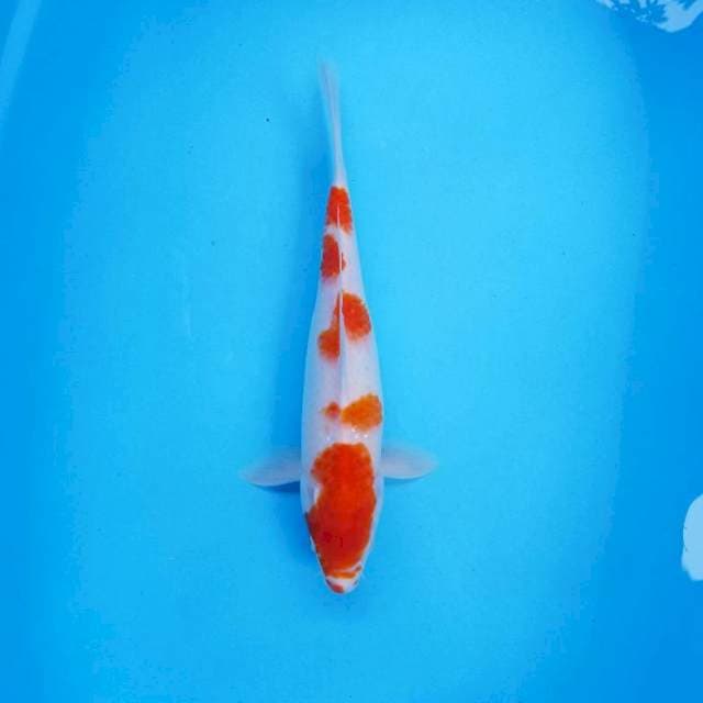Kohaku 34cm